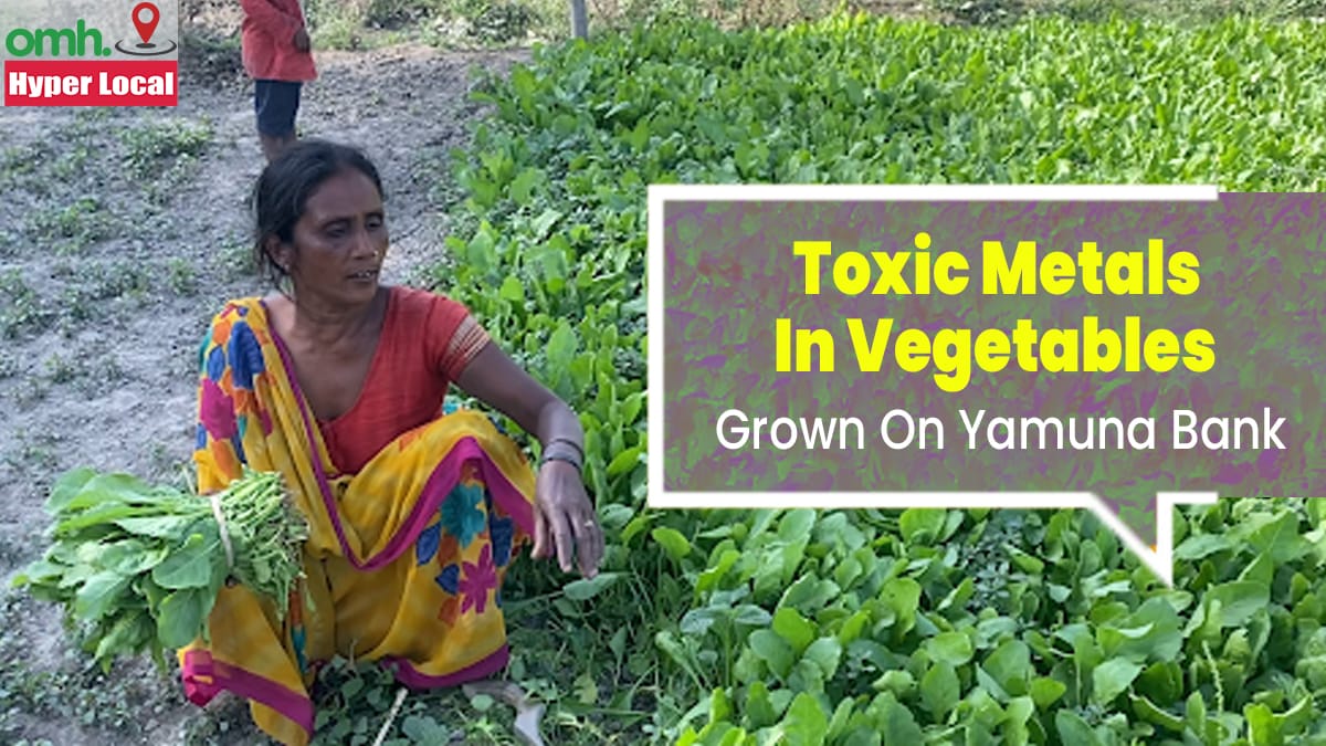 #OMHHyperLocal: Heavy Metals Found In Vegetables Grown On Yamuna Bank, Reveals Lab Report